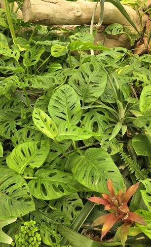 Monstera adansonii talea - adansonii,