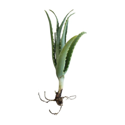 Aloe arborescens pianta 1 - aloe,