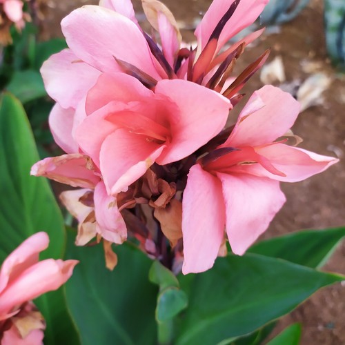 6canna indica foglie verdi - indica,